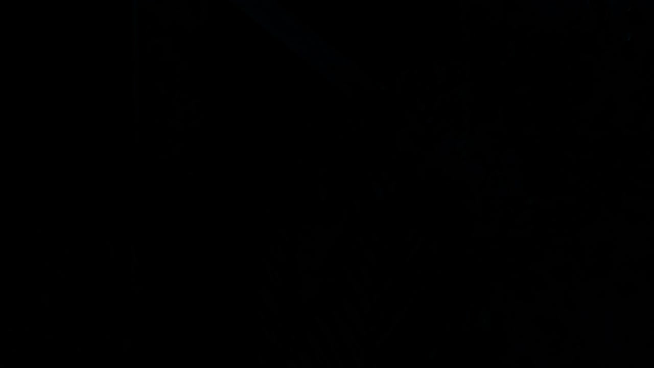 Tropical shadow silhouette animated overlay, transparent 4K video, alpha channel, ProRes 4444
