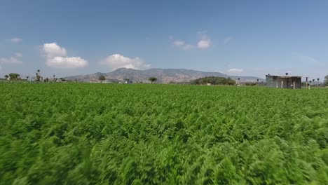 Aerial-Low-Angle-Dolly-in-Shot-Carrots-Farm-Field-Before-Harvest