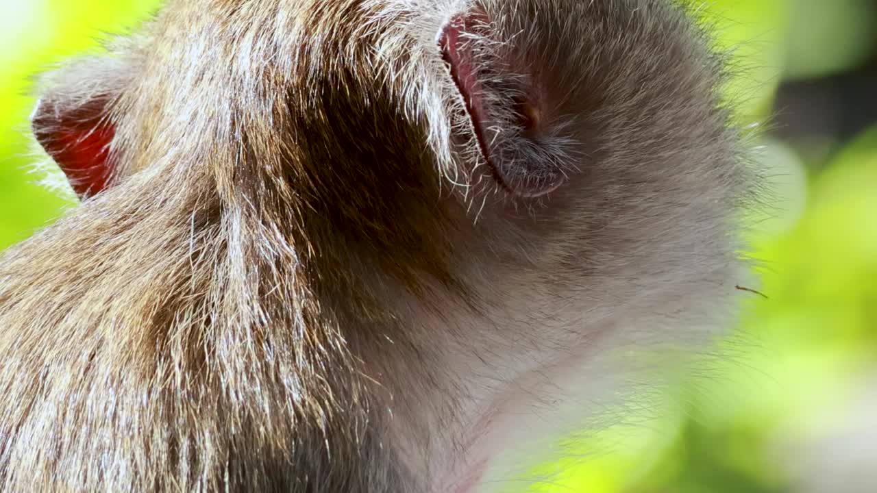 A detailed view of a monkey's face and fur, highlighting its eyes and ears in natural light.