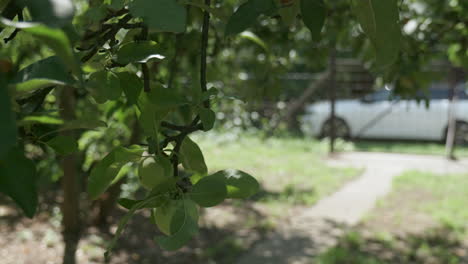 Farmer harvesting ripe summer apple