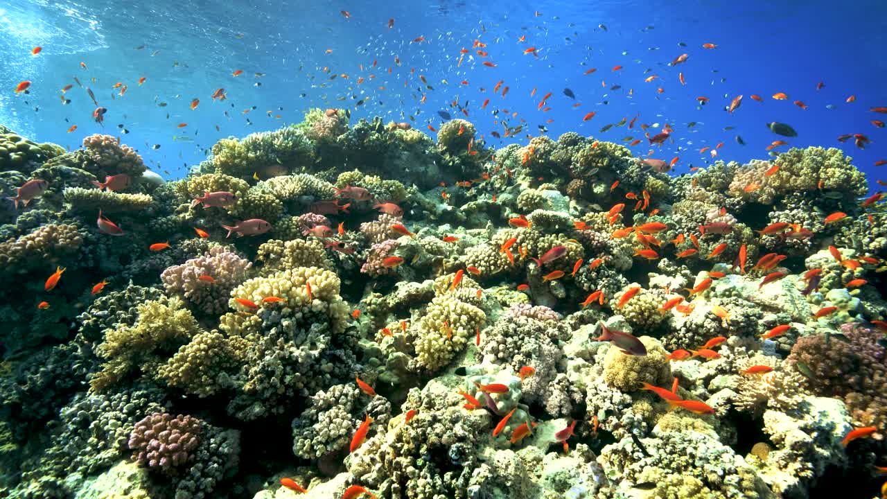 hermoso mundo submarino bajo las olas - cámara lenta