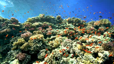 Beautiful-underwater-world-of-under-the-waves--slow-motion