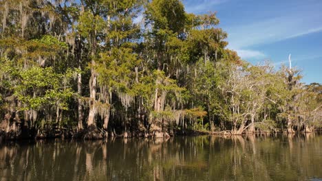 Passing-by-Bald-Cypress-trees-with-hanging-moss-on-a-river