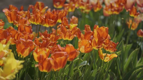 Fiery-orange-yellow-tulips-in-full-bloom