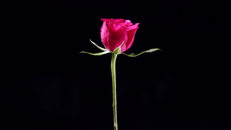 Rotating-Pink-Rose-Flower-with-Wet-Petals-and-Leaves