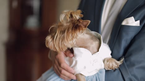 Dog-terrier-in-funny-dress-sit-on-the-man's-hands
