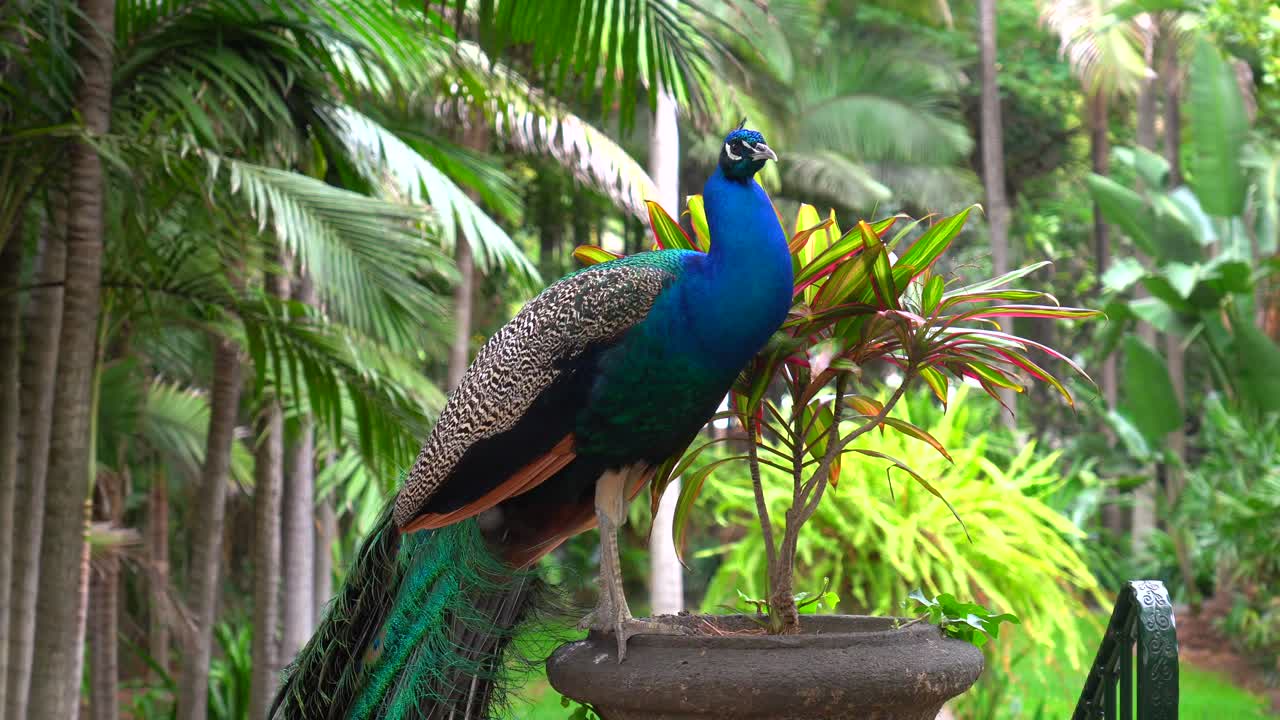 Um pavão belíssimo em um jardim tropical