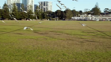 Bandada-Lenta-De-Pequeños-Loros-Corella-Blancos,-Palomas-Y-Cacatúas-De-Cresta-Blanca-O-Amarilla-Volando-En-Un-Campo-De-Fútbol-Al-Aire-Libre-En-El-Parque-En-Sydney,-Australia