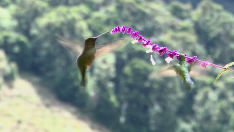 magnificent hummingbird  feeding on salvia officinalis flower