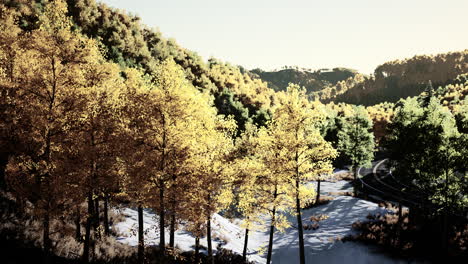 Magical-yellow-trees-glowing-in-the-sun