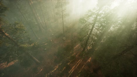 Drohne-Bricht-Durch-Den-Nebel,-Um-Mammutbäume-Und-Kiefern-Zu-Zeigen