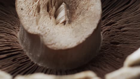 Micro-video-of-close-up-of-mushroom-with-copy-space