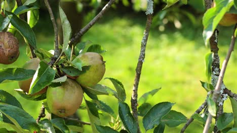 close-up of green apples on a tree