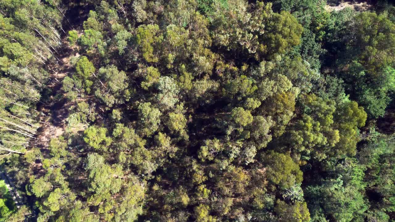 Eucalyptus forest in rural Galicia in 4K: Stock Footage of Serene Beauty