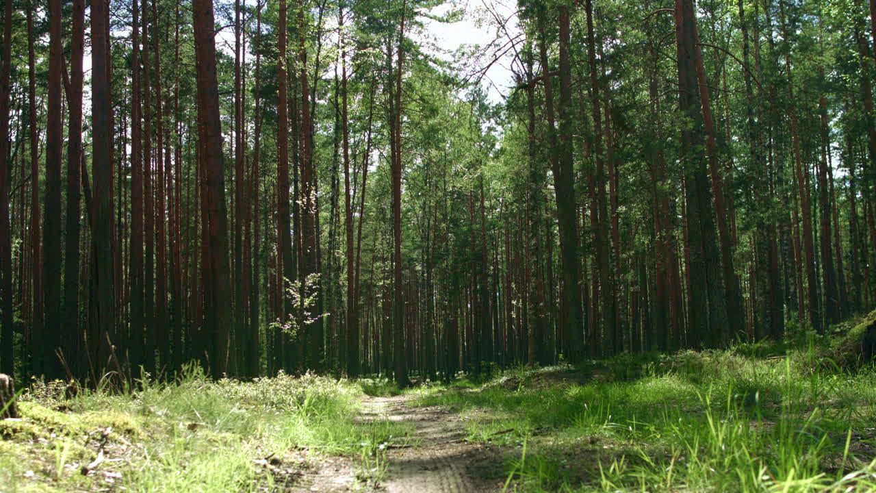 luz del sol en el bosque verde. hermoso clima en el bosque de verano. camino en el bosque de pinos