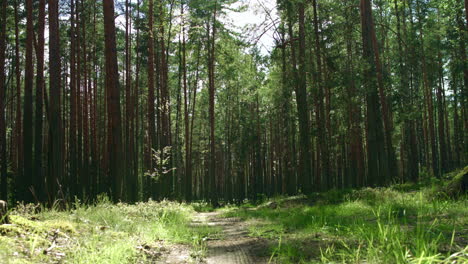 Sunlight-in-green-forest.-Beautiful-weather-in-summer-forest.-Path-in-pine-wood