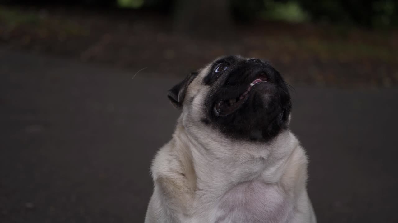 Cute adorable pug dog looking upwards