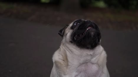 cute adorable pug dog looking upwards