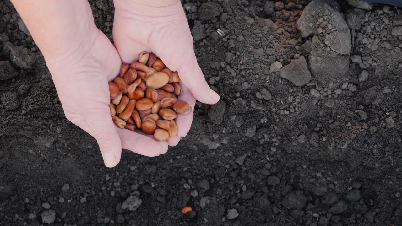 아이를 둔 농부가 밭에 콩을 심고 있다
