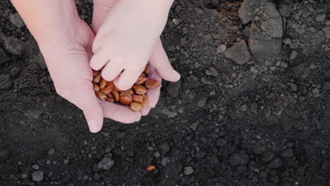 un granjero con un niño está plantando frijoles en el campo