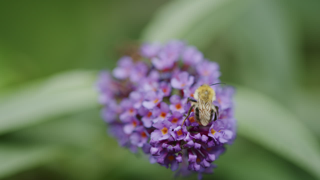 en la flor de la budleia, hermosa iluminación de la abeja, en busca de néctar, de cerca, en verano
