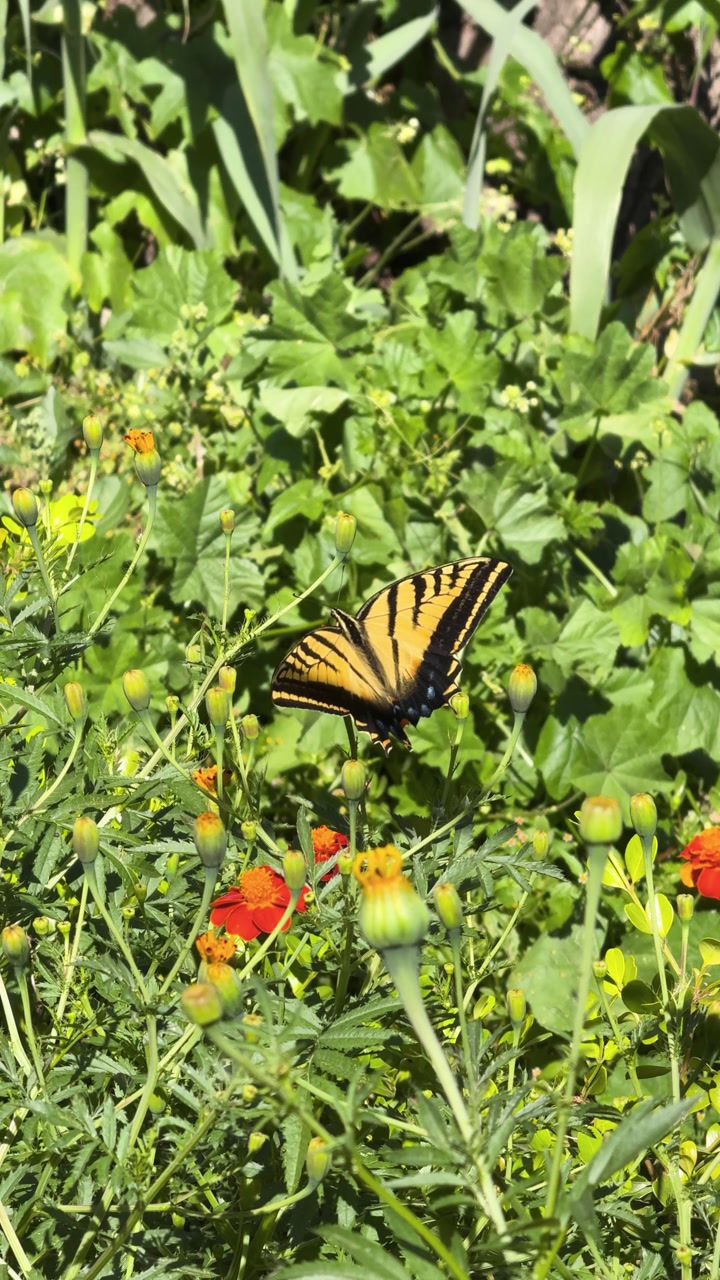 Yellow and black butterfly on flower, vertical