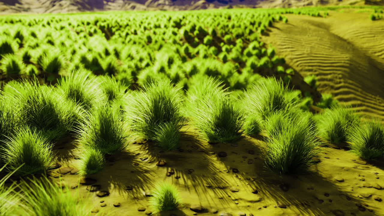 hierba verde exuberante que cubre el terreno arenoso en un paisaje brillante durante el día