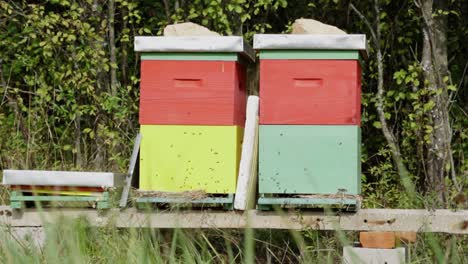 cientos de abejas volando alrededor de coloridas colmenas de madera caseras en el patio trasero, cámara lenta