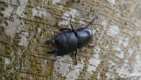 Close-up-large-male-stag-beetle-crawling-on-tree