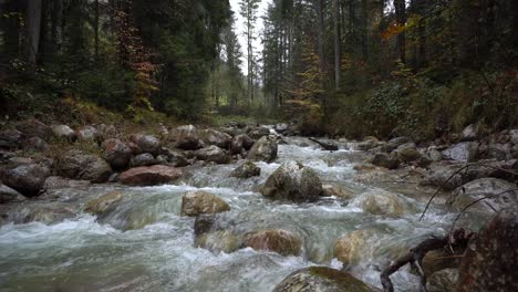 mountain creek in austrian alps and clear water on rainy day in forest