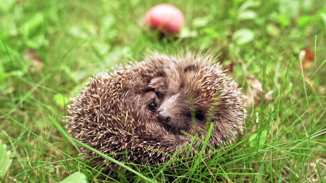 Kleiner Igel im Gras. Waldigel vor grünem Gras.