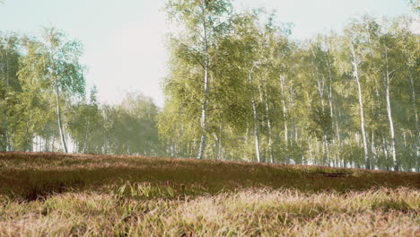 summery birch grove during a foggy sunrise