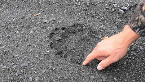 Una-Gran-Pista-De-Oso-Pardo-De-Un-Solo-Oso-Grizzly-Que-Se-Encuentra-En-El-Desierto-De-La-Isla-De-Kodiak,-Alaska