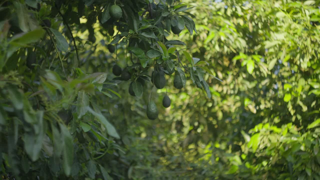 película en cámara lenta de aguacates colgando de un árbol en uruapan michoacan