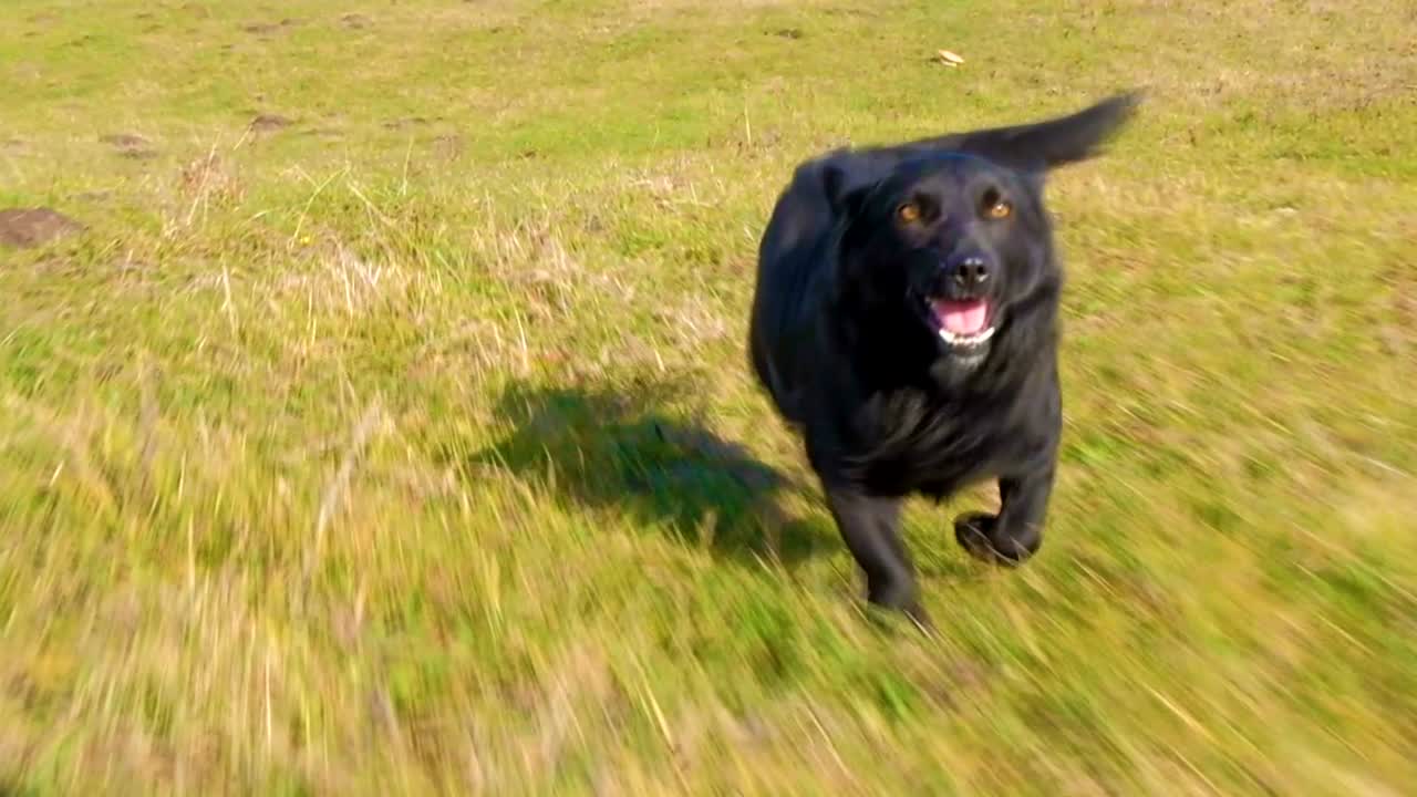 검은 개가 달리고 있어