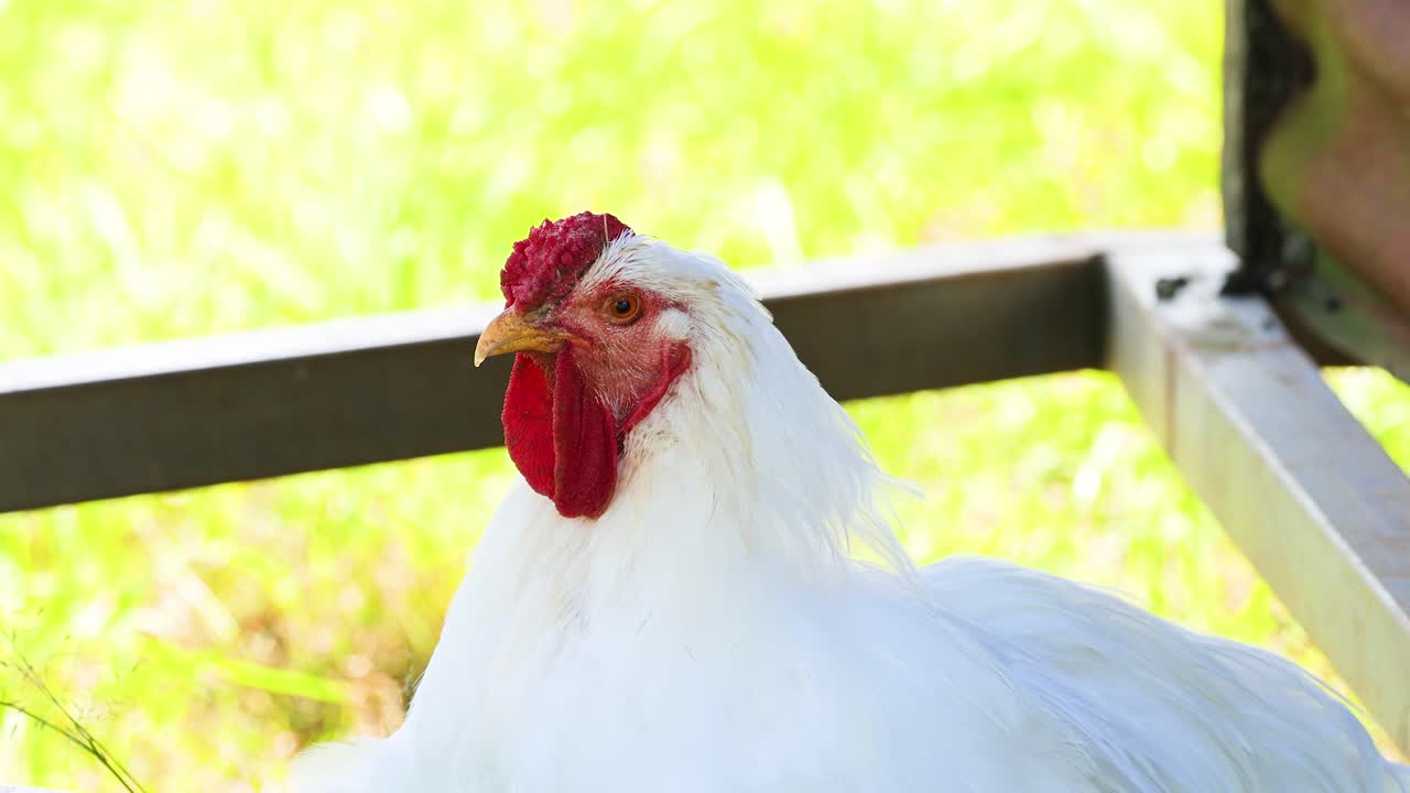A white chicken rests calmly in a sunlit farm environment, surrounded by greenery and metal structures, captured in natural daylight