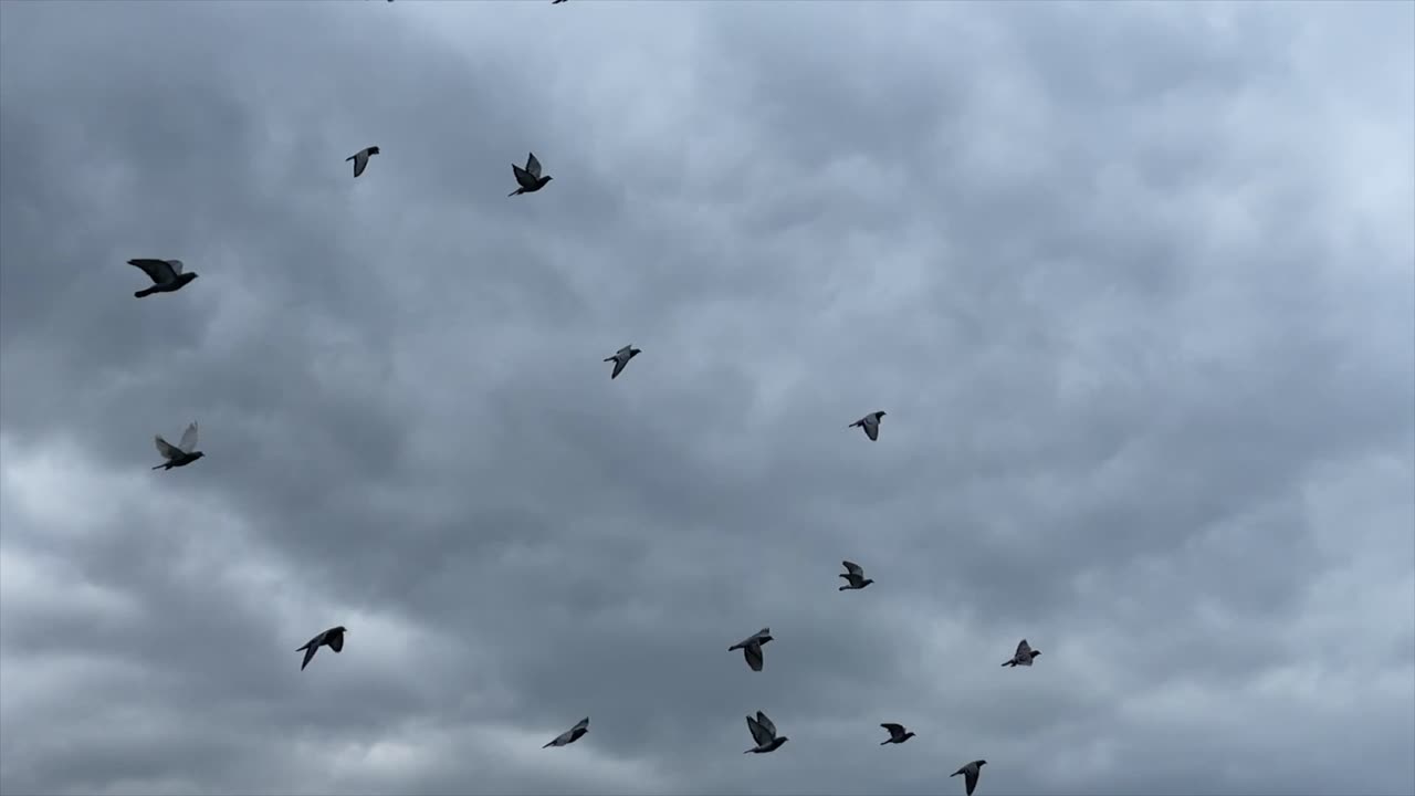 Large flock of birds chase and gather flying through sky between buildings in Asia