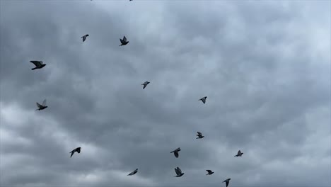 una gran bandada de pájaros persiguen y se reúnen volando por el cielo entre edificios en asia