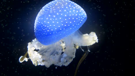 cinematic close up of majestic blue colored phyllorhiza punctata jellyfish against black background - underwater lighting by flashing light