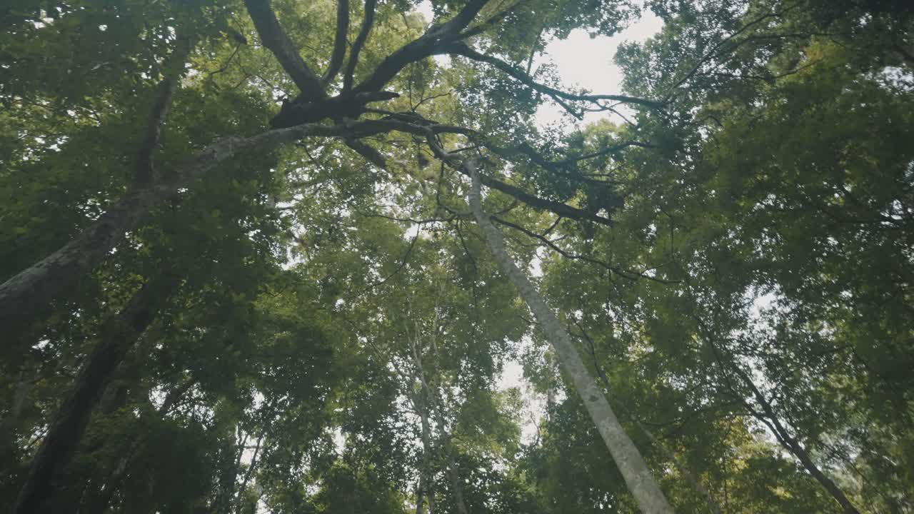 mirando hacia arriba a través del denso follaje de los árboles durante la primavera