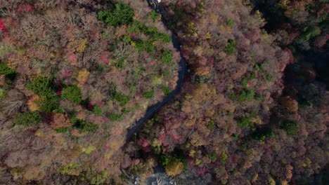 Fly-over-the-mountains-of-Shikoku-in-autumn-and-the-road-leading-to-it,-with-the-red-foliage-in-Japan