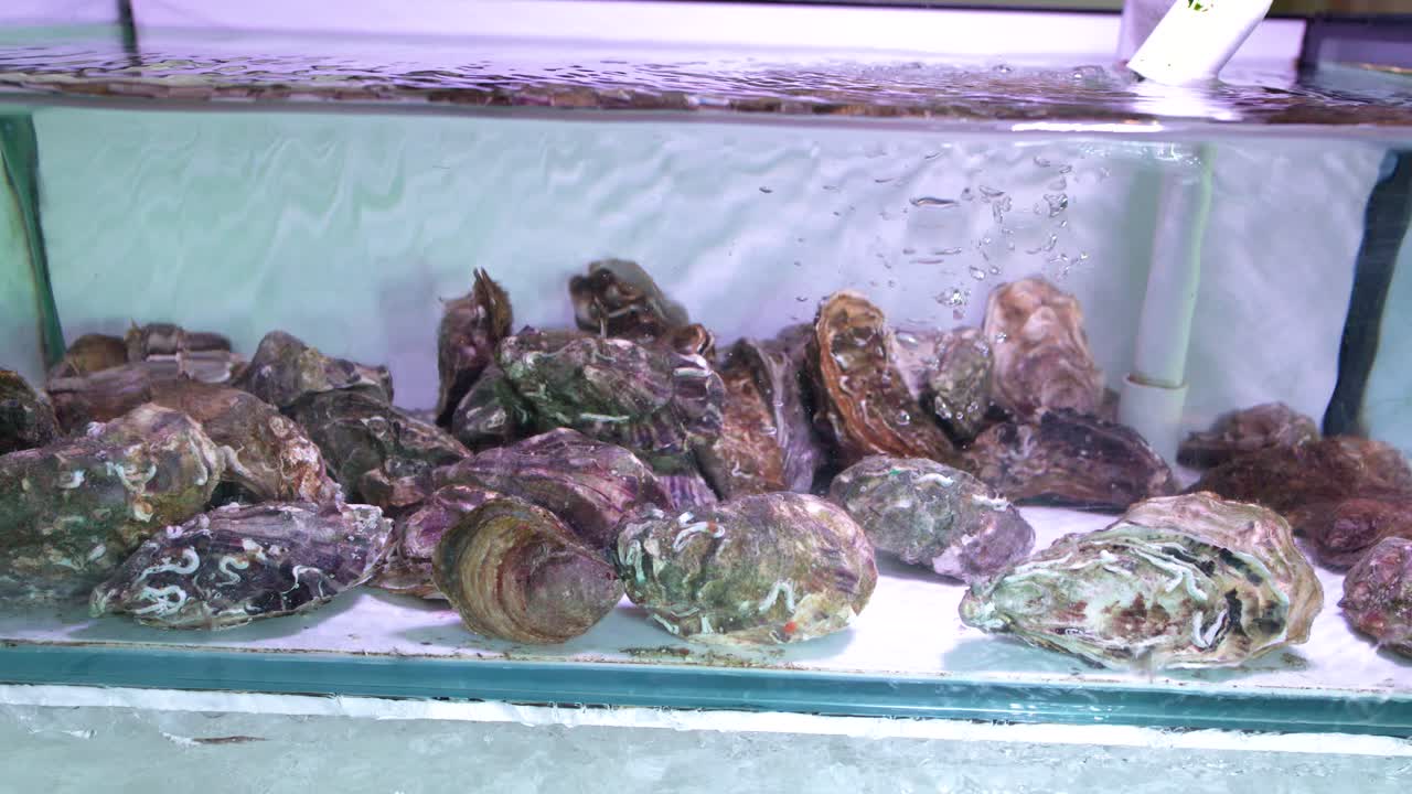 Static medium shot of live oysters submerged in a bubbling glass aquarium at Krabi market