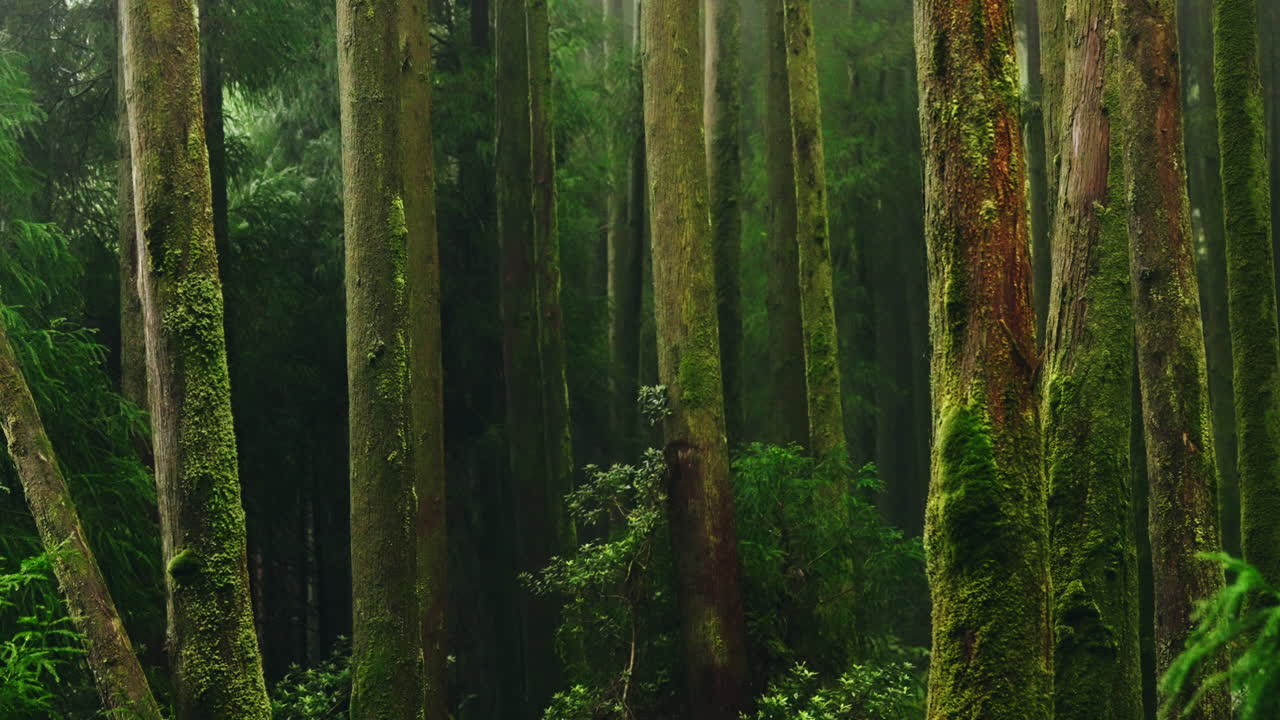 Static shot of misty forest trees surrounded by green lush vegetation