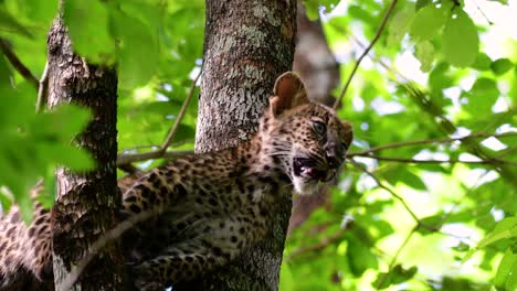 the indochinese leopard is a vulnerable species and one of the big cats of thailand