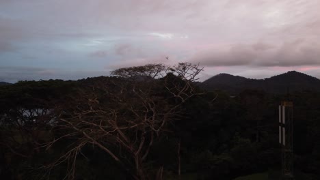 Luftlandschaftsansicht-Des-ältesten-Baums-In-Einem-üppigen-Wald,-In-Der-Abenddämmerung