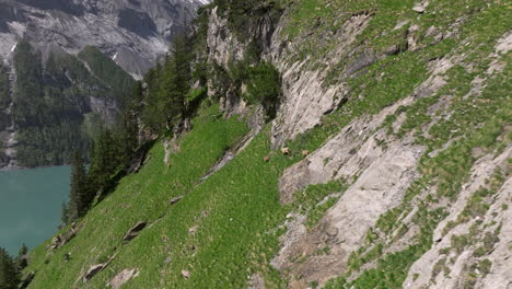 bernese goats running across slopes over oeschinen lake in switzerland