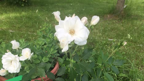 Cerca-De-Una-Hermosa-Rosa-Iceberg-Blanca,-Soplando-En-El-Jardín