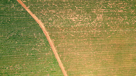 vista desde arriba del paisaje, agricultura