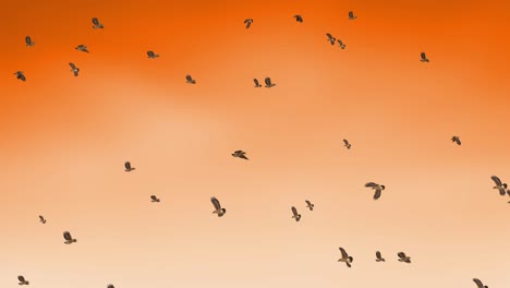 seagull bird flying slow motion with sunset silhouettes flock of birds migrating sunset background