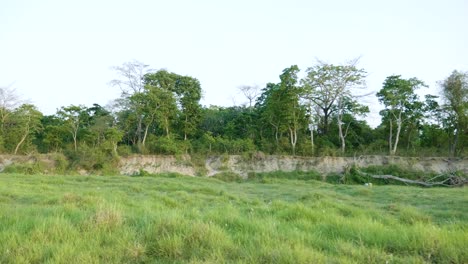 rainforest in chitwan national park, nepal.